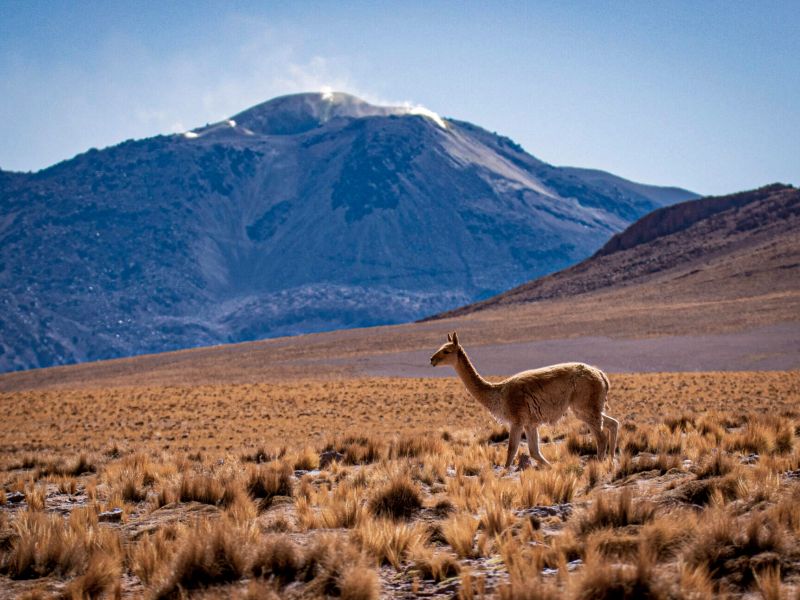 Bus Directo Chivay a Arequipa