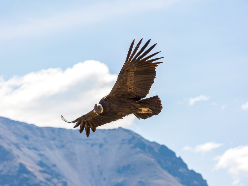 Tour Cañon del Colca 2D/1N en Bus