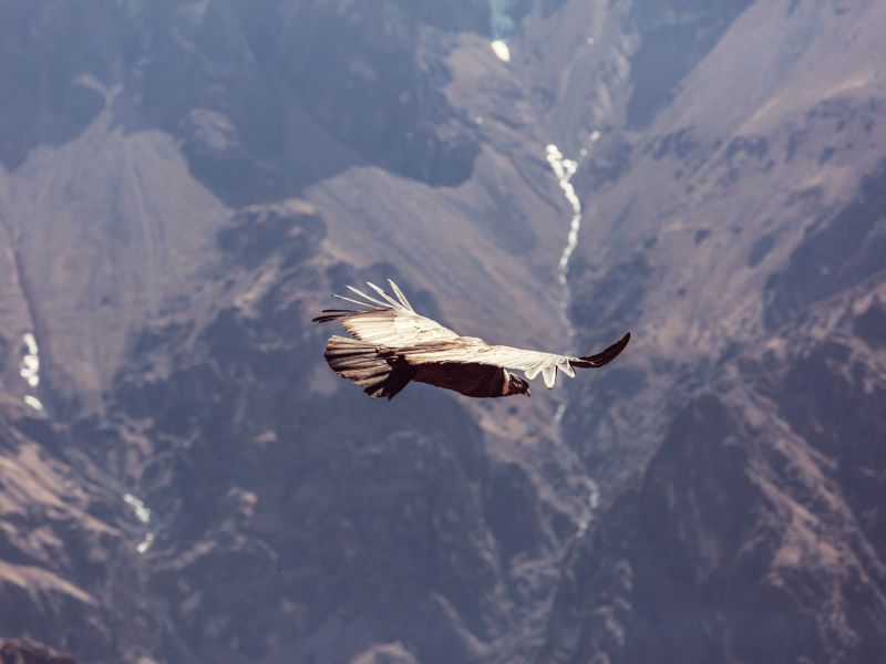 Tour Cañon del Colca 3 Días y 2 Noches