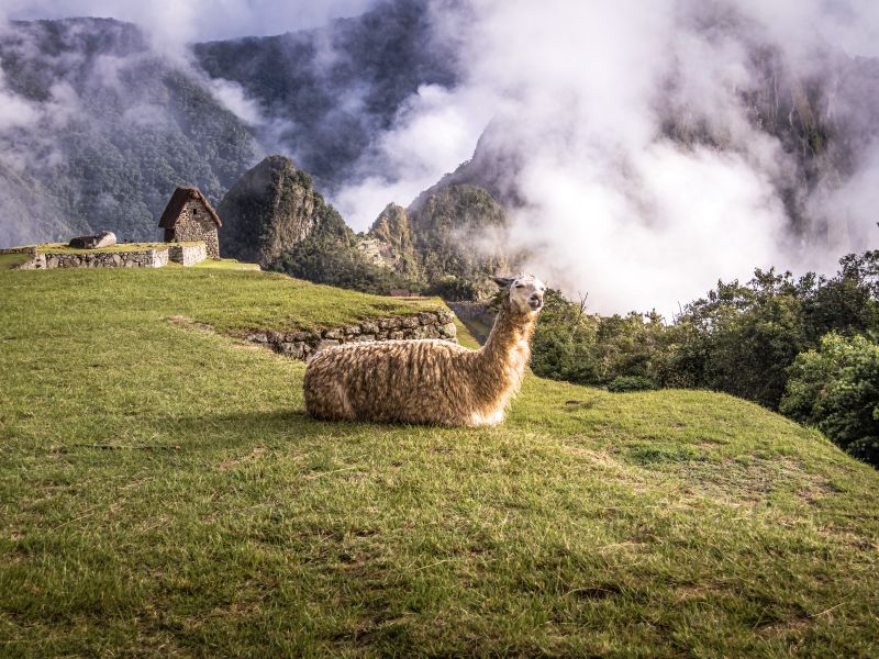 Machu Picchu Circuito 1 - Panorámico
