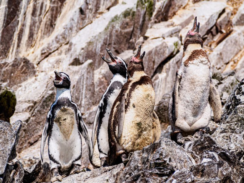Tour Paracas, Ica Full Day