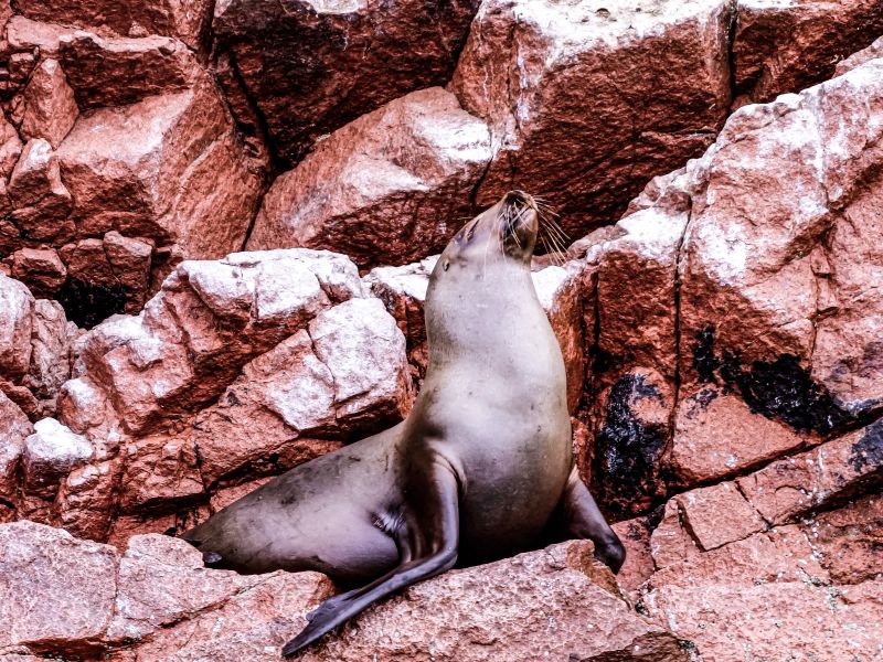 Tour Paracas, Ica Full Day