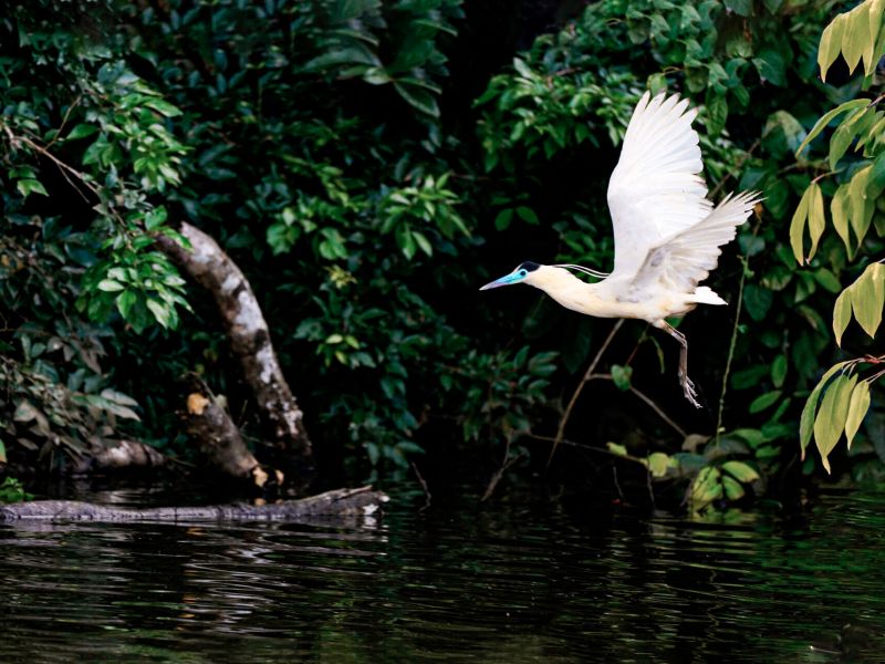 Tour Tambopata, Collpa de loros + Caimán 2 Dias 1 Noche