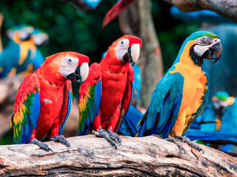 Tour Tambopata 2 Dias 1 Noche