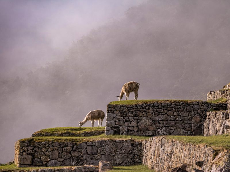 Machu Picchu Lares Trek 4 Días y 3 Noches