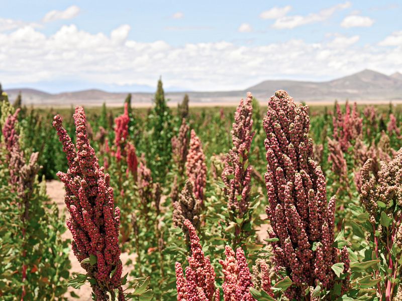 Tour Uros y Amantani Full Day